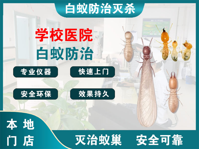滨海学校医院白蚁防治