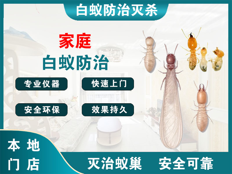 滨海家庭白蚁防治