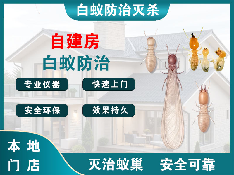 滨海自建房白蚁防治