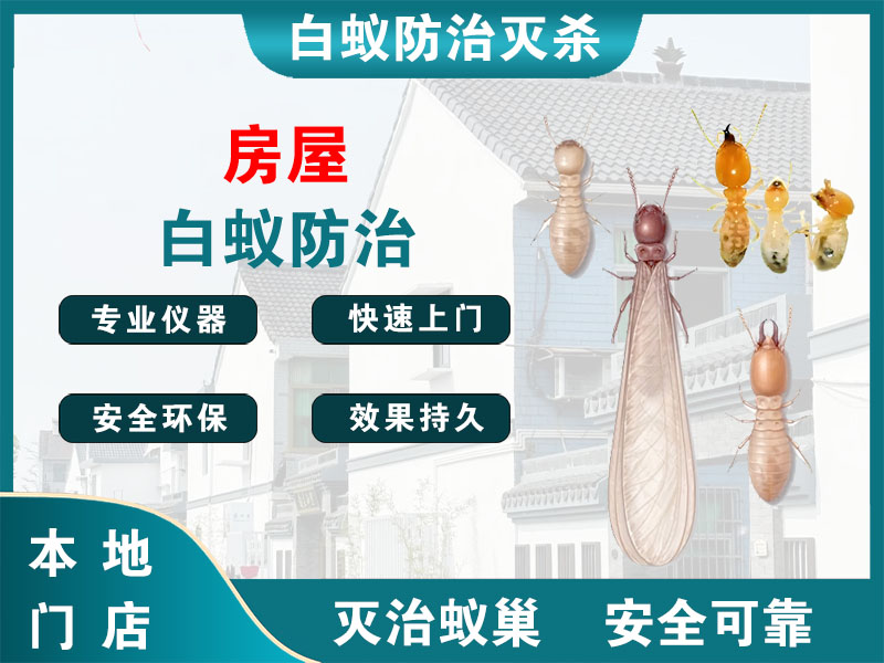 滨海房屋白蚁防治